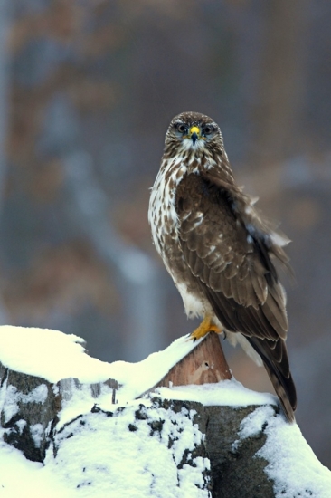 Buteo buteo