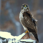 Buteo buteo