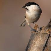 Sýkorka čiernohlavá