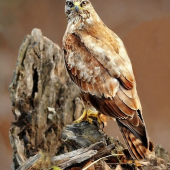 Buteo buteo