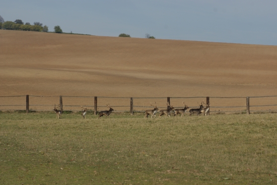 U kamaráda za ......