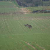 Srnčí zvěř