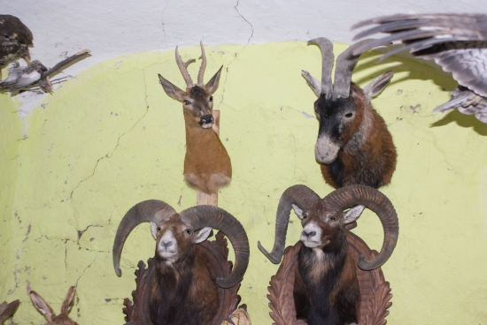 U kamaráda preparátora