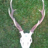 Sika