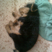 Siesta