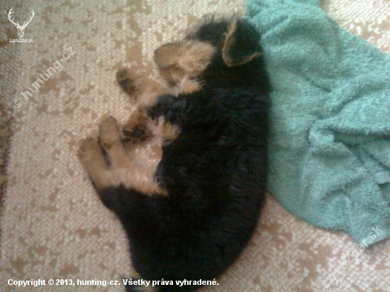Siesta