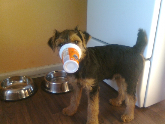 Chytl sem se do pasti...