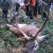 Dnešní sanitární odstřel...