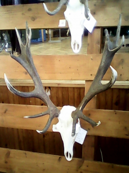 přehlídka trofejí