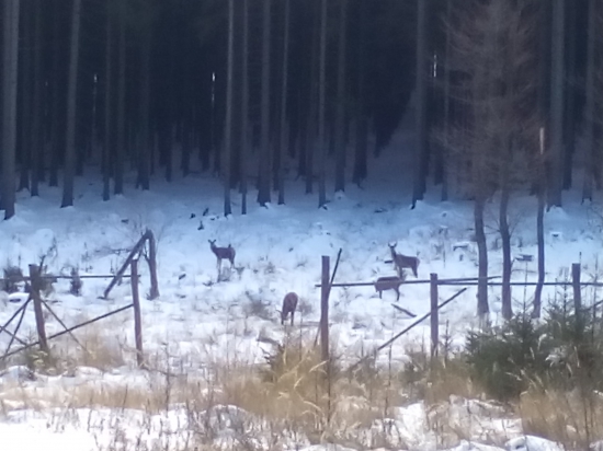 Cesta ke kamaradovi Petrovi Chloupkovi