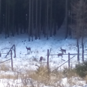 Cesta ke kamaradovi Petrovi Chloupkovi