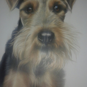 Náš chovnej pes Bak...jak živej