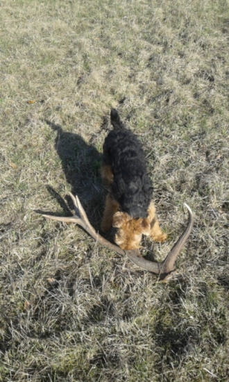 Bak je na čmuchání ......