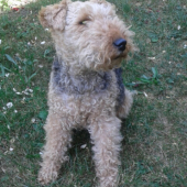 Naše veteránka Cita