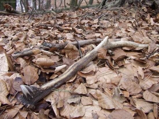 kamosova rarita