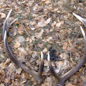 konecne dnes prve toho roku a mozno aj bronzove.4.8kg