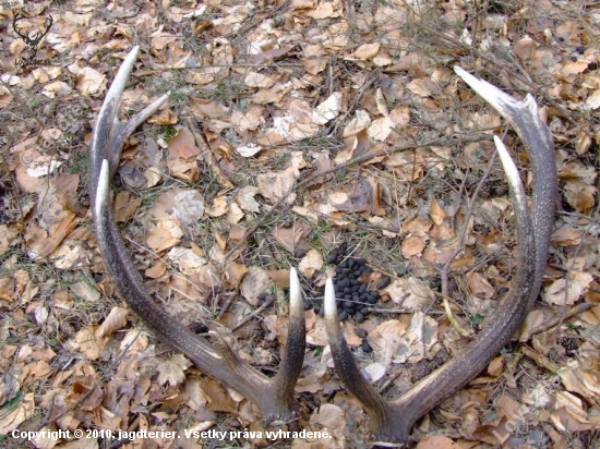 konecne dnes prve toho roku a mozno aj bronzove.4.8kg