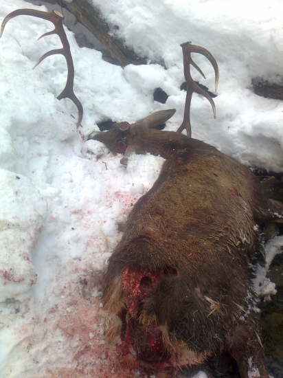 v období zhadzovania vlci útočia