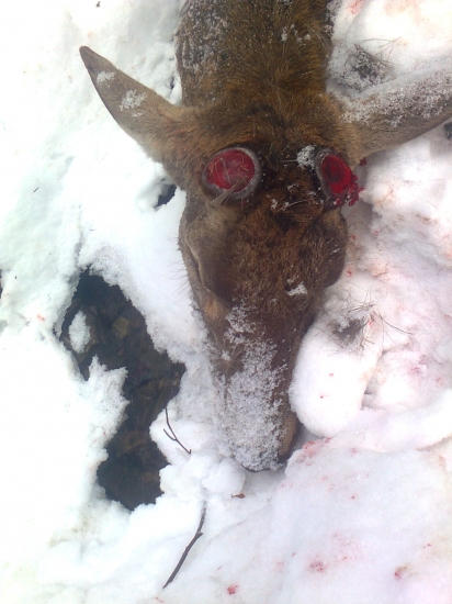 Detail hlavy zo strhnuteho jelena