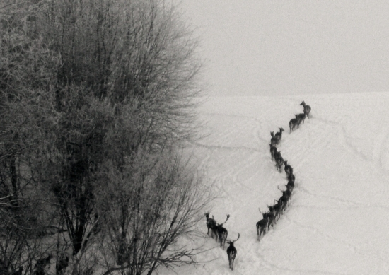 ...Vláčik na snehu...