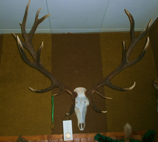 Chovateľská prehliadka BB.