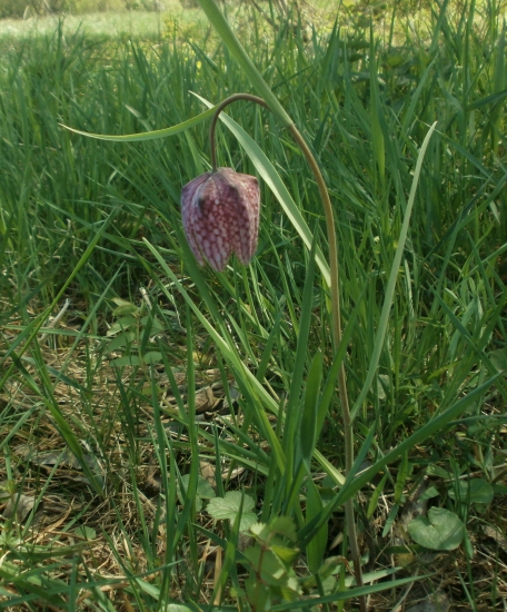Korunka strakatá - Fritillaria meleagris.