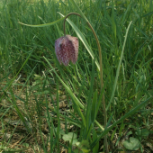 Korunka strakatá - Fritillaria meleagris.