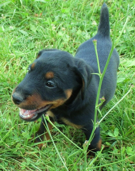 Za týždeň som niečo podrástol...