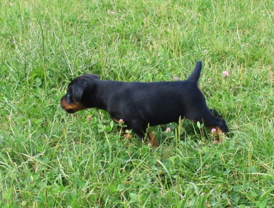 Už ho zaujímajú i pachy...