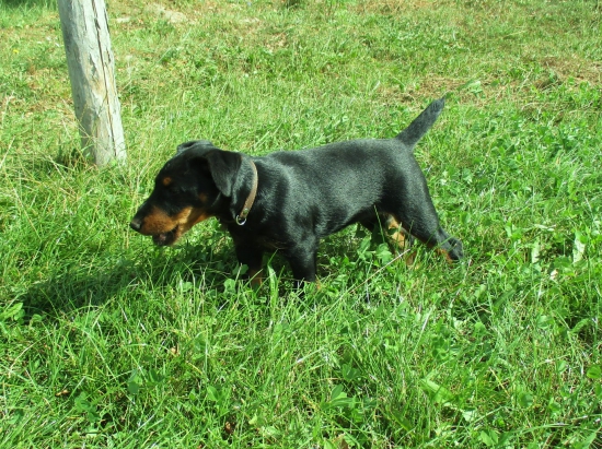 Tri mesačný DEO z Vestenickej.