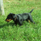 Tri mesačný DEO z Vestenickej.