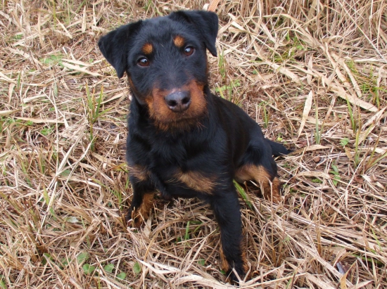 Pól ročný DEO z Vestenickej.