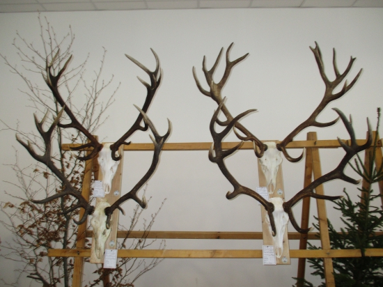 Chovateľská prehliadka-Zvolen.