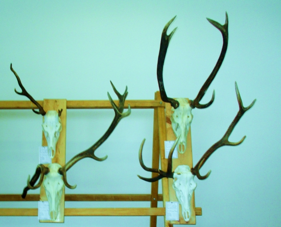 Chovateľská prehliadka-Zvolen.