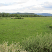 U nás v poľ.revíre.