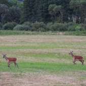 Jelienok a jelenička.
