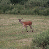 Za mesiac mu už nedorasú...