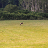 Na posliedke revírom.