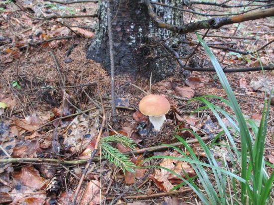 I v Poľane rastú...