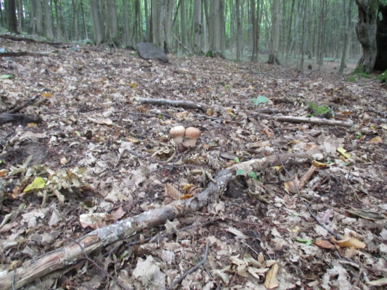 Potešila sa z nich moja vnučka.