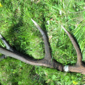14 t.