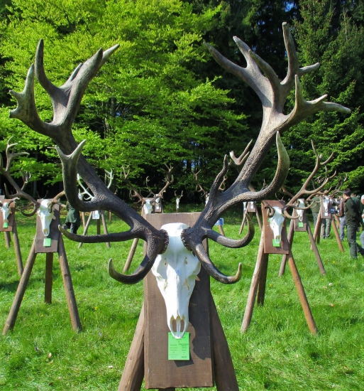 Zlatý jeleň CHPO Poľana 2016