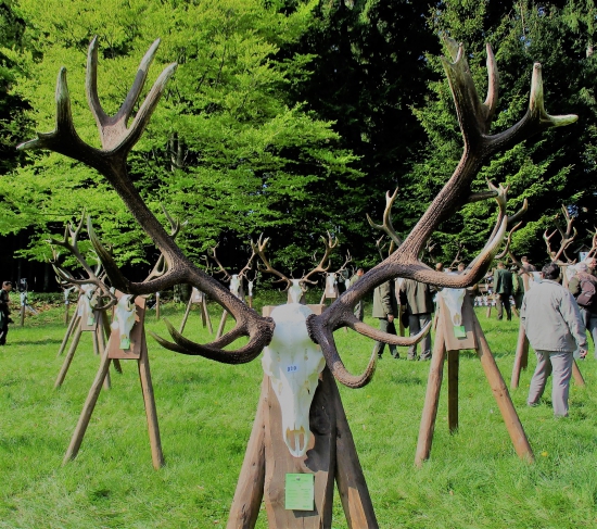 Trofej zlatého jeleňa-CHPO   Poľana - 2016