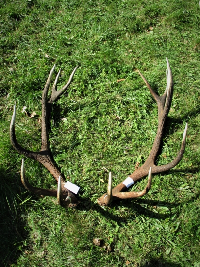 CHPZaT- Zálomská  - 2017