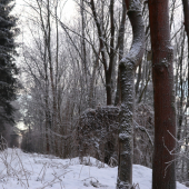 V lese na posliedke.