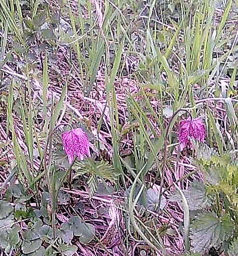 Už začínajú rásť...