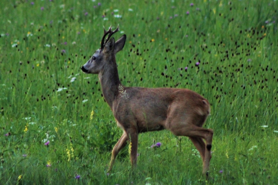 Na ranej paši som ho zastihol.