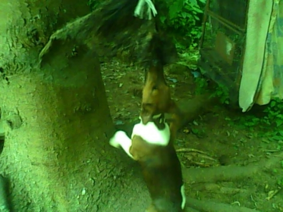 Ikar Val-rico... 4měsíce