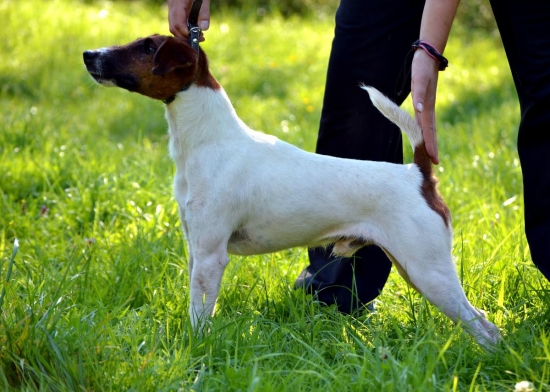 Ali - Morda, vyhánka