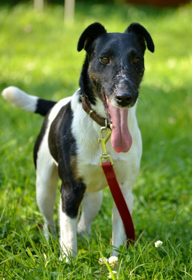 Bobi 0.38 hrdlo, morda